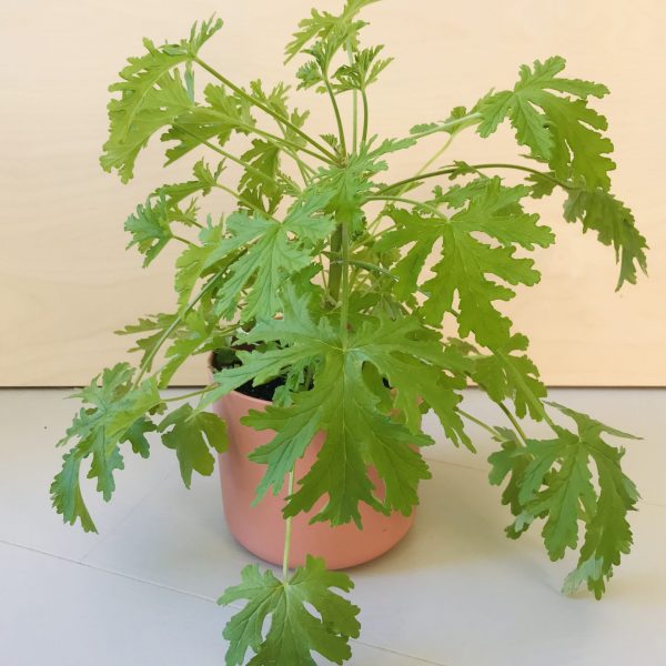 Pelargonium graveolens (citroengeranium)